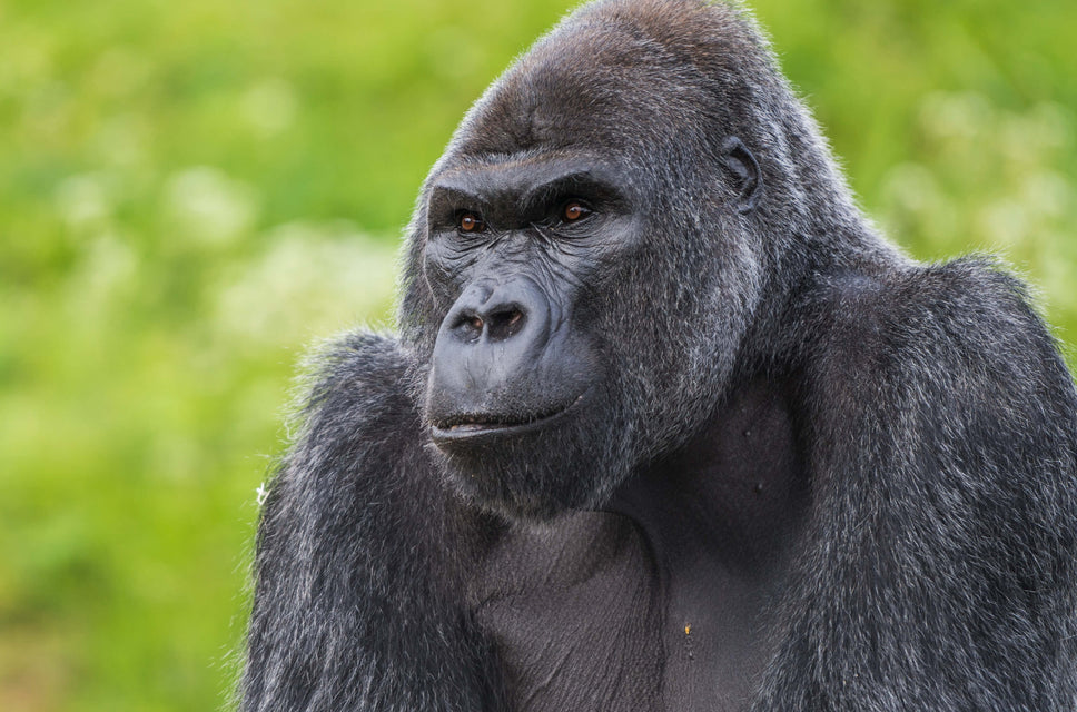 Jock the silverback gorilla at Bristol Zoo, looking to the left with a grassy background